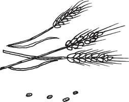 Hand drawn wheat. Realistic wheat ear. Black and white sketch of agricultural plant. Barley and rye crop. Harvesting grain for flour production. vector