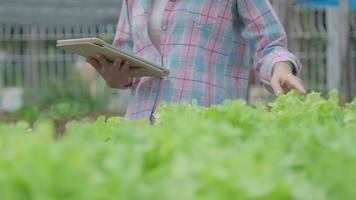 agricultura ecológica, granja de ensaladas. los agricultores vuelven a verificar el registro de calidad en la aplicación en la tableta. vegetales hidropónicos crecen naturalmente. jardín de invernadero, biológico ecológico, sano, vegetariano, ecología video