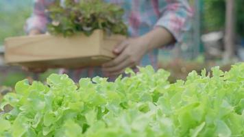 agriculture biologique, saladerie. les agriculteurs récoltent les légumes à salade dans des caisses en bois sous la pluie. les légumes hydroponiques poussent naturellement. jardin de serre, biologique écologique, sain, végétarien, écologie video