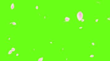 Rose petals falling green screen effects animations video