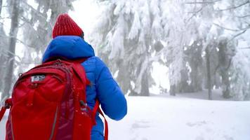 ensam turist flicka gående på en vinter- snötäckt barr- skog i de berg. frostig väder. långsam rörelse video