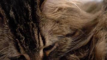 Cute tabby domestic cat washing up close up. Slow motion video