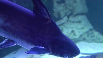 hell Fisch schwimmen im das Aquarium video