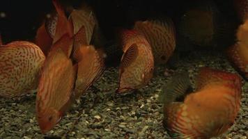 Bright fish discus swim in the aquarium video