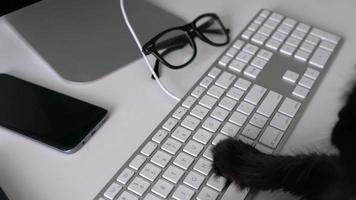 Black cat is typing text on a computer keyboard video