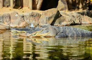 A group of crocodiles photo