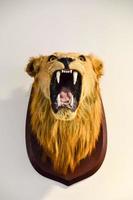 A lion head trophy photo