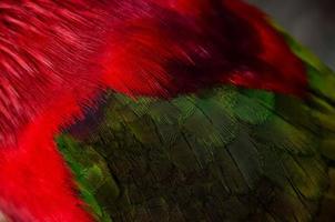 Close-up of feathers photo