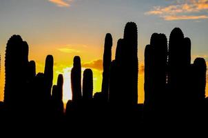 Cacti in the desert photo