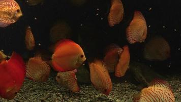 hell Fisch Diskus schwimmen im das Aquarium video