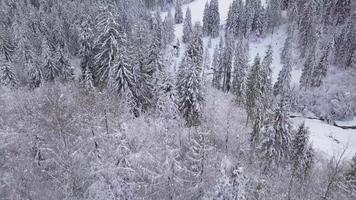 flyg över snöig berg barr- skog. klar frostig väder video