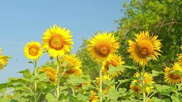 zonnebloemen bloeien in de verkoudheid wind video