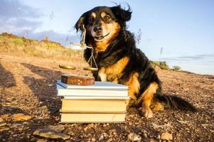 A dog and a pile of books photo