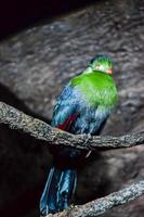A colorful parrot photo