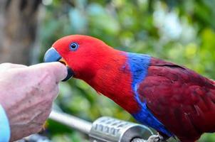 A colorful parrot photo