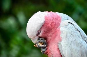 A colorful parrot photo