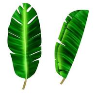 Realistic Detailed 3d Banana Leaves Set. Vector