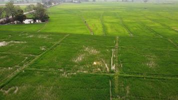 Antenne Aussicht von Farmer Sprühen Grün Reis Pflanzen mit Dünger. asiatisch Farmer Sprühen Pestizide im Reis Felder. landwirtschaftlich Landschaft video