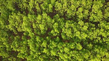 Aerial view of a rubber plantation in warm sunlight. Top view of rubber latex tree and leaf plantation, Business rubber latex agriculture. Natural landscape background. video