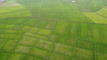 aéreo Visão do a verde e amarelo arroz campo panorama dentro tailândia. topo Visão agrícola panorama áreas. lindo campo semeado com agrícola cultivo e a vídeo acima estava tiro a partir de uma drone. video