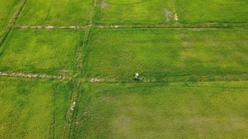 aéreo ver de granjero pulverización verde arroz plantas con fertilizante. asiático granjero pulverización pesticidas en arroz campos. agrícola paisaje video