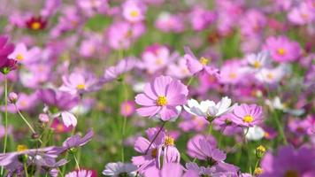 lindas flores do cosmos florescendo no jardim. flores do cosmos na natureza. as flores do cosmos balançam ao vento nos campos. video