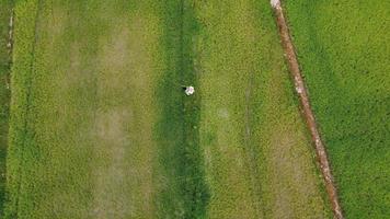 aereo Visualizza di contadino spruzzatura verde riso impianti con fertilizzante. asiatico contadino spruzzatura pesticidi nel riso campi. agricolo paesaggio video