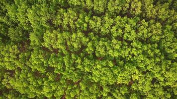 antenn se av en sudd plantage i värma solljus. topp se av sudd latex träd och blad plantage, företag sudd latex lantbruk. naturlig landskap bakgrund. video