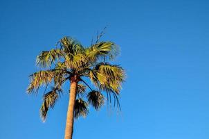 Tropical palm trees photo