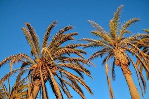 Tropical palm trees photo