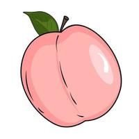 vector illustration of a peach fruit