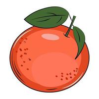 vector illustration of a grapefruit fruit