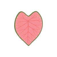 Caladium bicolor, pink heart shaped leaf with green border vector