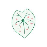 Caladium Strawberry Star, white leaf with pink spots vector