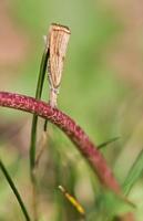 Grass veneer moth sits on top of a dandelion stem to blend in with the background photo