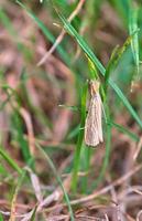 Grass veneer moth hangs from a blade of grass photo