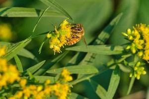 Honey Bee pollinating yellow goldenrod flowers photo