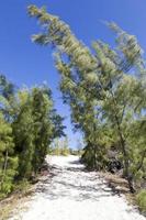 Half Moon Cay Island Trees And A Sandy Footpath photo