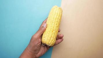 A man holds in his hands a ripe ear of golden corn video