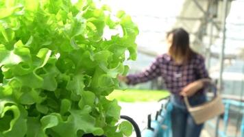 Selective focus green oak in Vegetable hydroponic system and farmer is holding a basket and checking quality green oak lettuce salad. concept of healthy organic food and agriculture technology. video