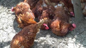 grupo de el gallina comiendo comida en el piso alrededor el pollo granja. el concepto de agricultura y animal ganado orgánico agricultura video