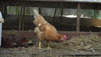 groupe de le poule en mangeant nourriture sur le sol autour le poulet cultiver. le concept de agriculture et animal bétail biologique agriculture video