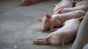gruppe von schweinen, die in der lokalen asean-schweinefarm bei vieh gesund aussehen. das Konzept einer standardisierten und sauberen Haltung ohne lokale Krankheiten oder Bedingungen, die das Wachstum oder die Fruchtbarkeit der Schweine beeinträchtigen video