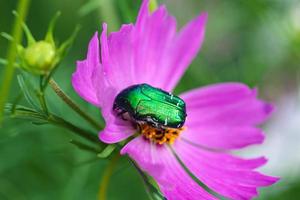 June bug Cotinis nitida on pink cosmos flower photo