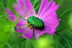 Green june bug on purple flower closeup photo