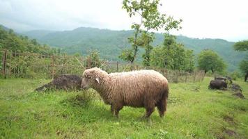The sheep feeding grass on the green hills when spring season. The video is suitable to use for farm content media, and animal conservation footage.
