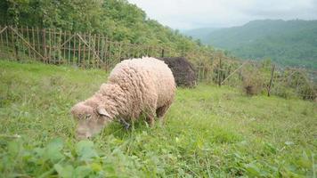 de schapen voeden gras Aan de groen heuvels wanneer voorjaar seizoen. de video is geschikt naar gebruik voor boerderij inhoud media, en dier behoud filmmateriaal.