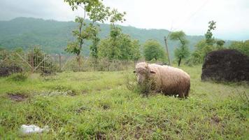 das Schaf Fütterung Gras auf das Grün Hügel wann Frühling Jahreszeit. das Video ist geeignet zu verwenden zum Bauernhof Inhalt Medien, und Tier Erhaltung Filmaufnahme.