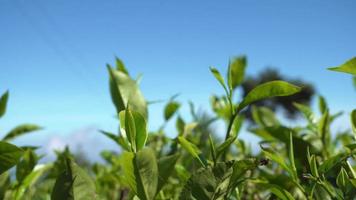 Green tea leaf with wind motion when spring season. The footage is suitable to use for nature travel footage and green tea advertising footage. video