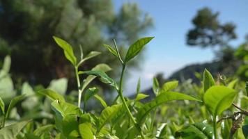 verde té hoja con viento movimiento cuando primavera estación. el imágenes es adecuado a utilizar para naturaleza viaje imágenes y verde té publicidad imágenes. video